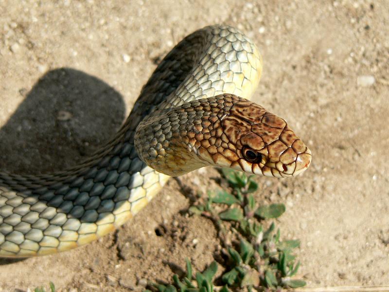 Dolichophis caspius