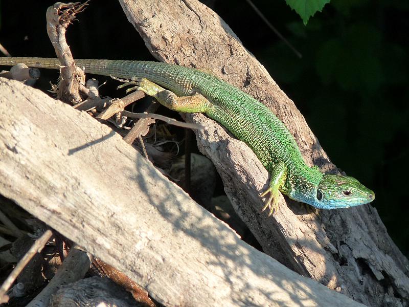 Lacerta viridis