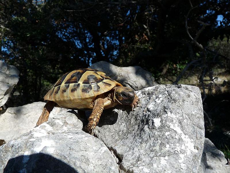 Testudo hermanni