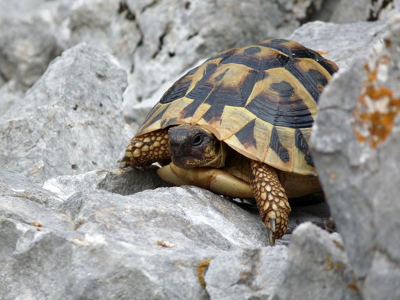 Testudo hermanni