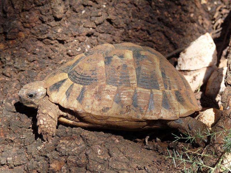 Testudo hermanni