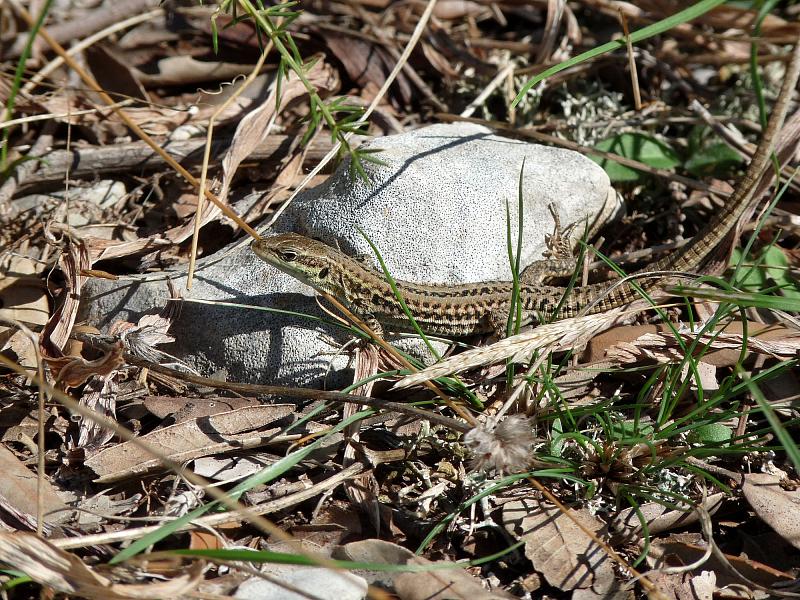 Podarcis siculus