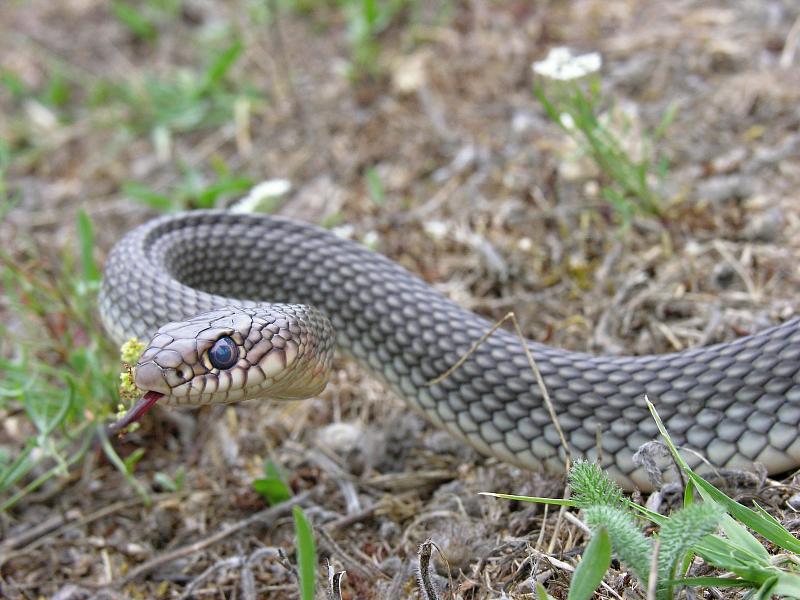 Dolichophis caspius