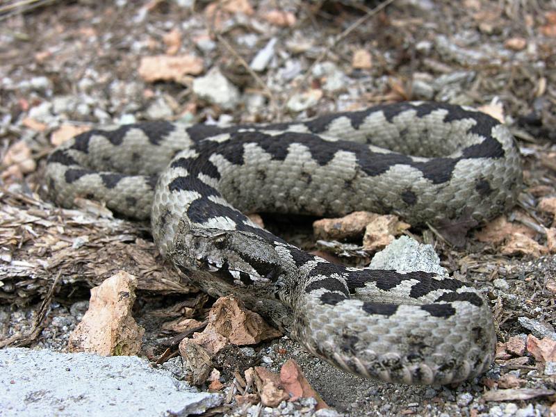 Vipera ammodytes