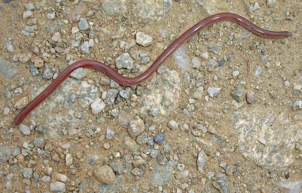 Typhlops vermicularis