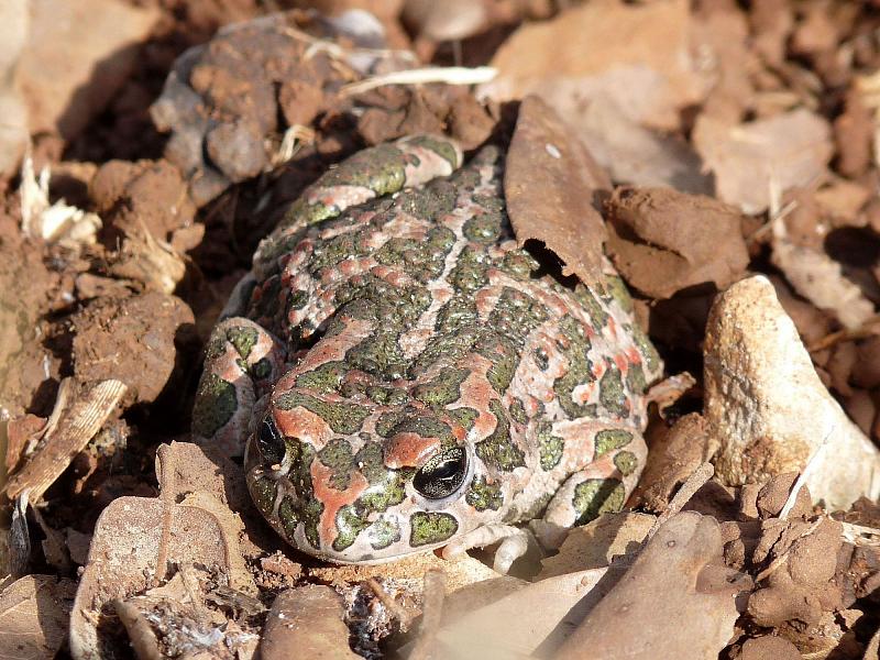 Pseudepidalea viridis