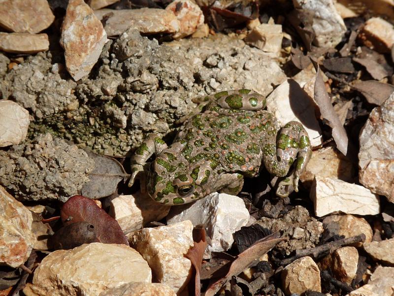 Pseudepidalea viridis