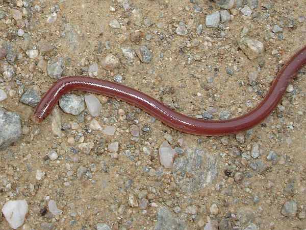 Typhlops vermicularis