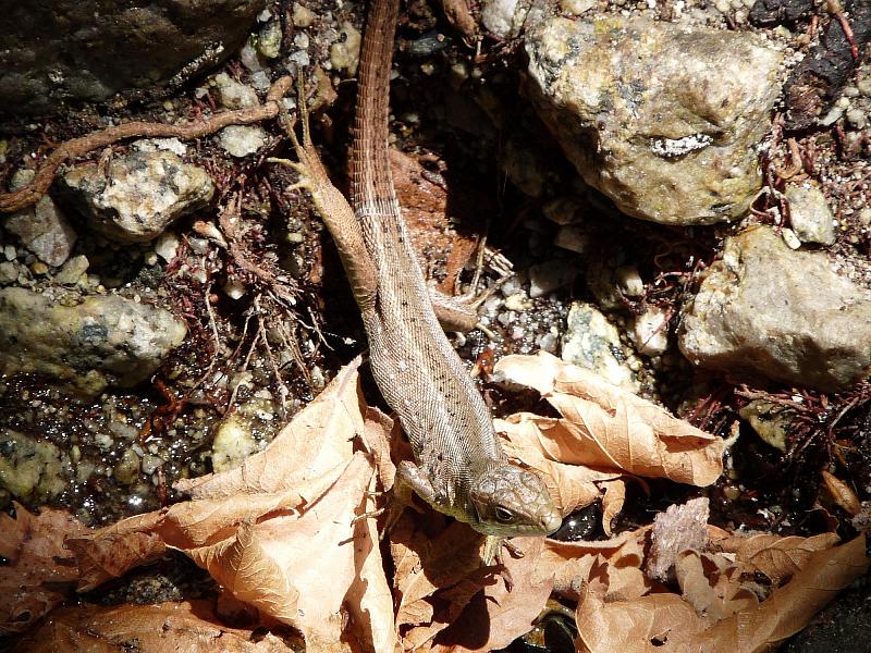 Lacerta viridis