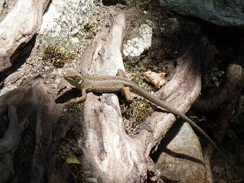 Lacerta viridis