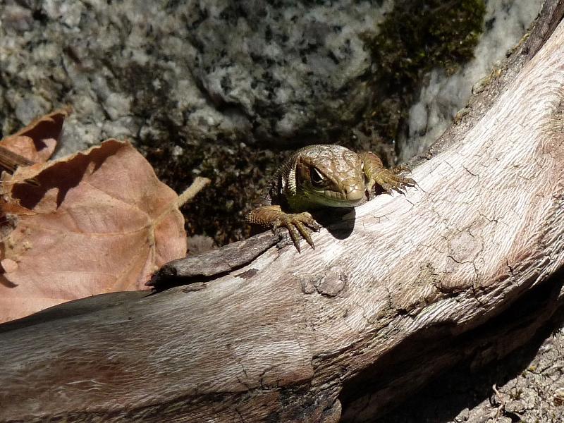 Lacerta viridis