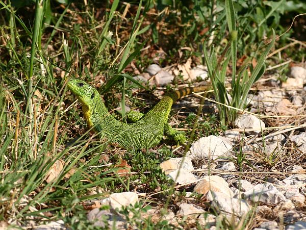 Lacerta trilineata