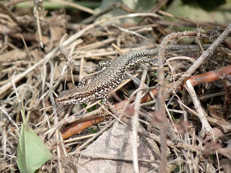 Podarcis muralis