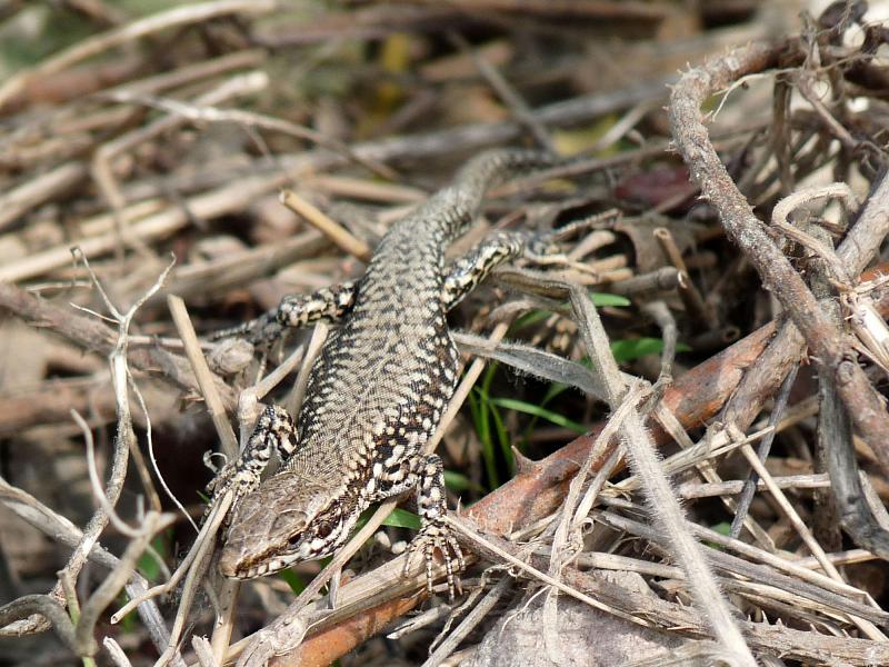 Podarcis muralis