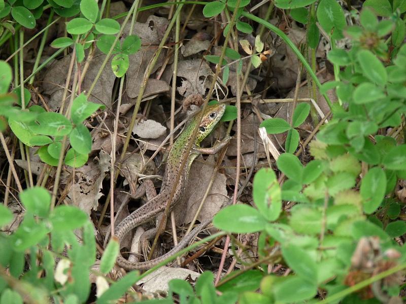 Lacerta viridis