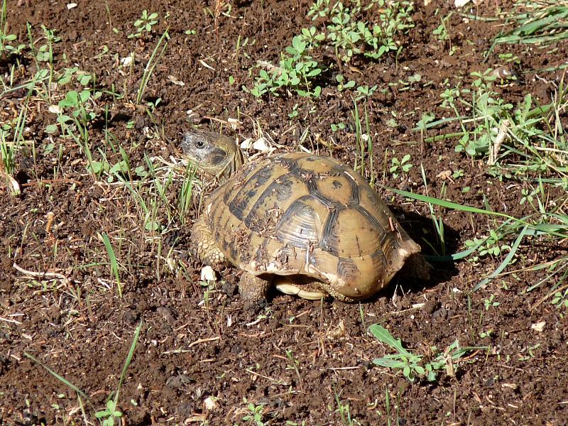 Testudo hermanni