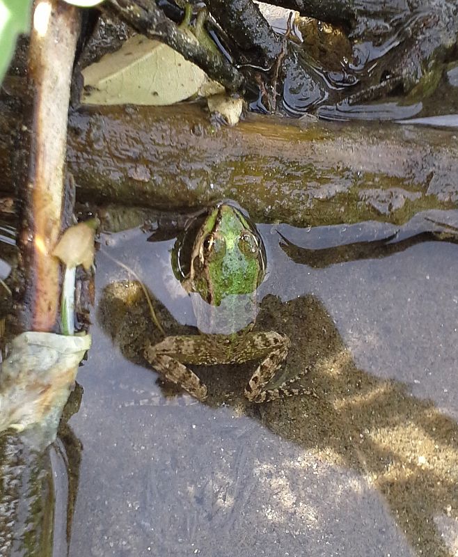 Pelophylax ridibundus