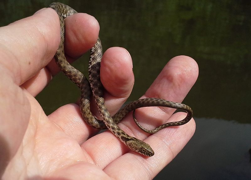 Natrix tessellata