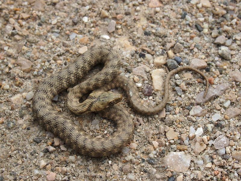 Natrix tessellata