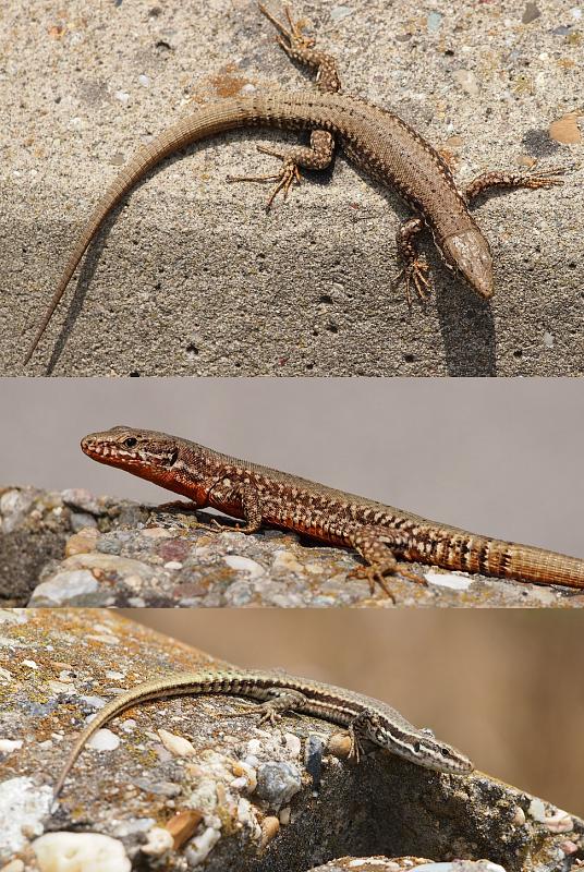 Podarcis muralis