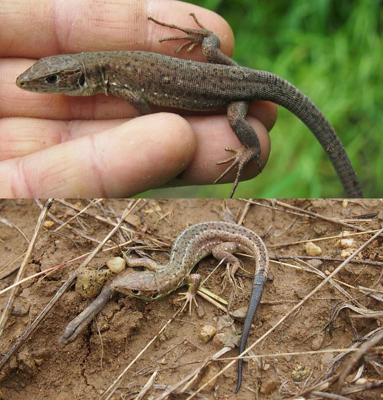 Lacerta viridis