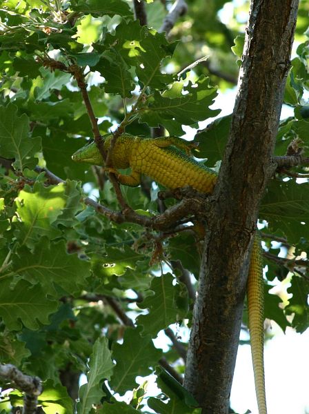 Lacerta trilineata