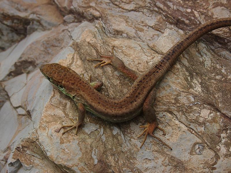 Lacerta viridis