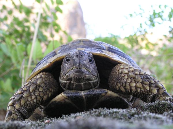 Testudo hermanni