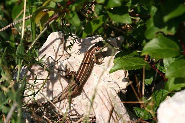 Lacerta trilineata