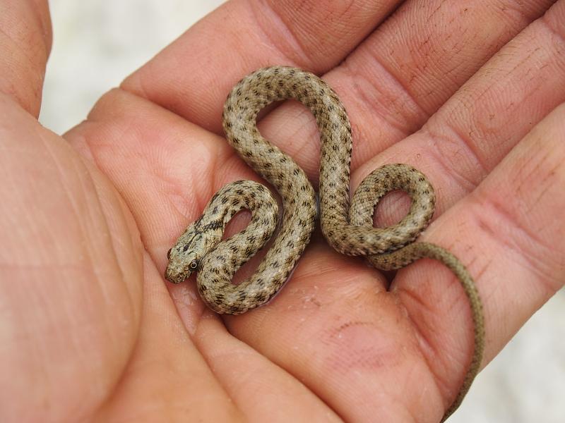 Natrix tessellata