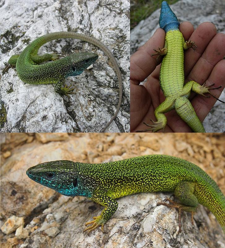 Lacerta viridis