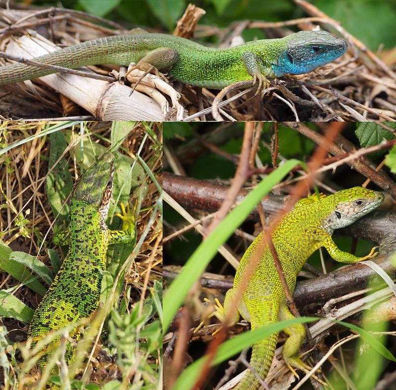 Lacerta viridis