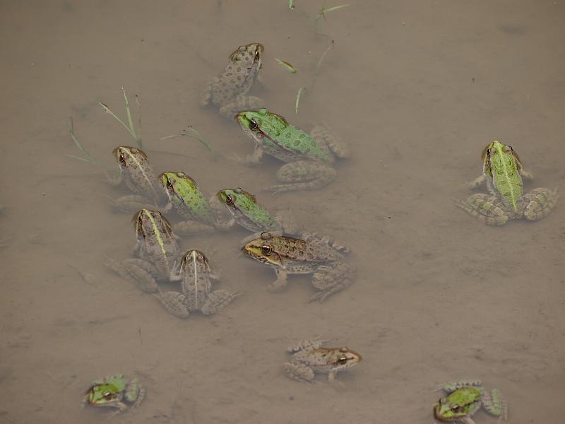 Pelophylax ridibundus