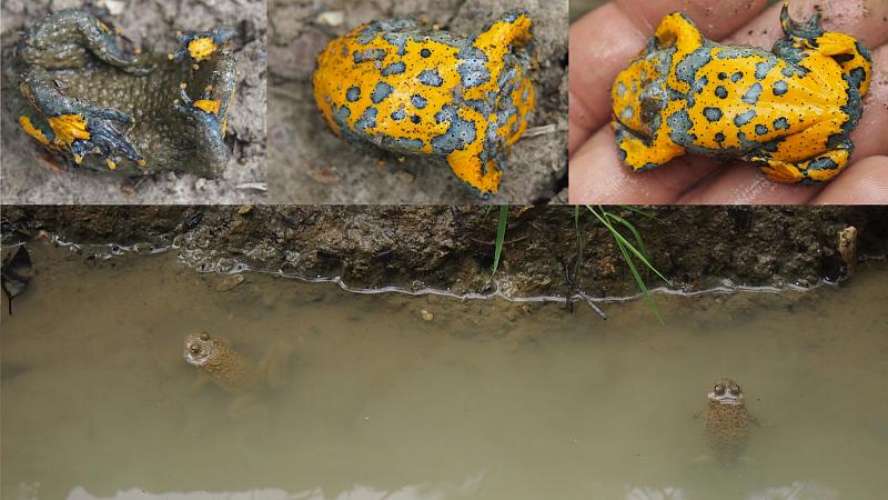 Bombina variegata