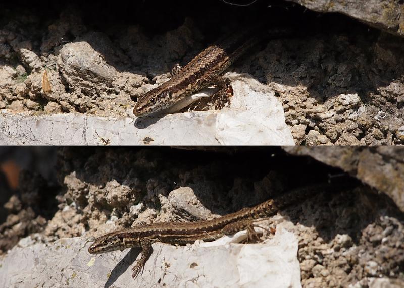 Podarcis muralis