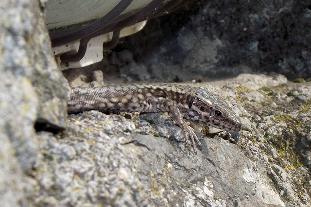 Podarcis muralis