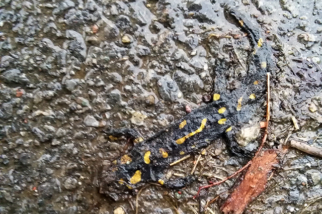 Salamandra salamandra