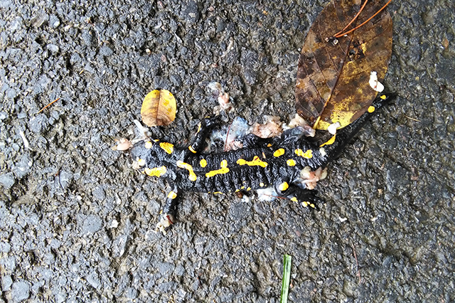 Salamandra salamandra