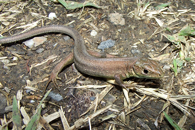 Lacerta viridis