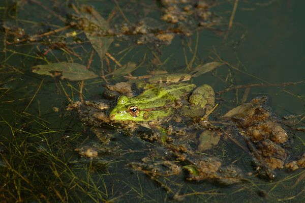 Pelophylax ridibundus