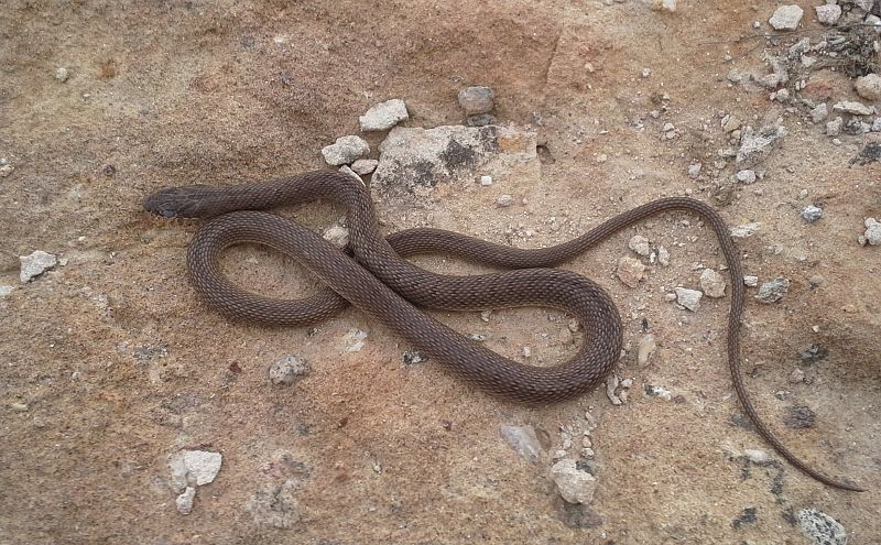 Dolichophis caspius