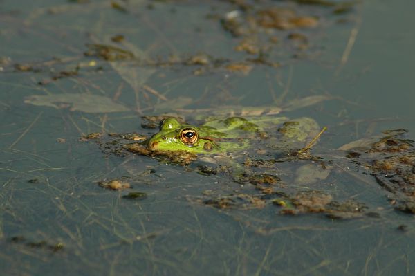 Pelophylax ridibundus