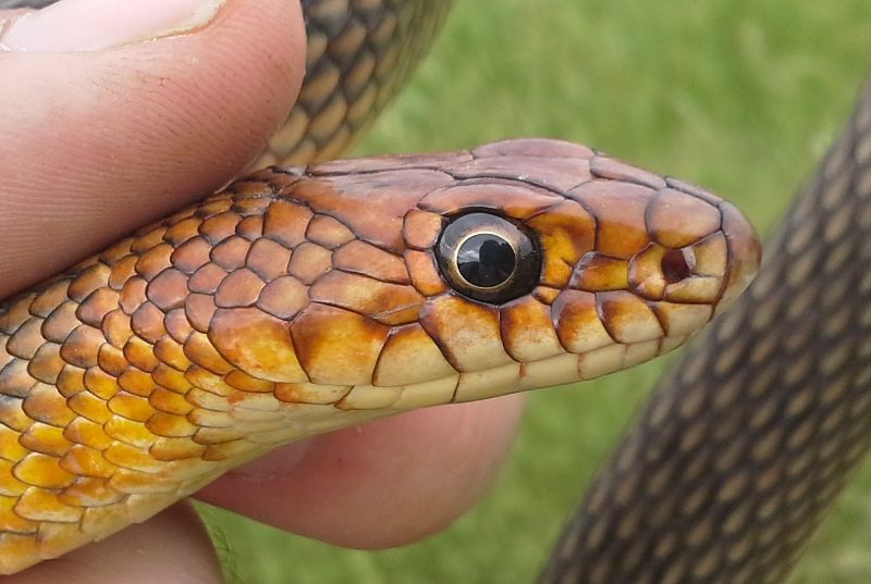 Dolichophis caspius