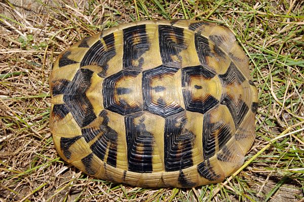 Testudo hermanni