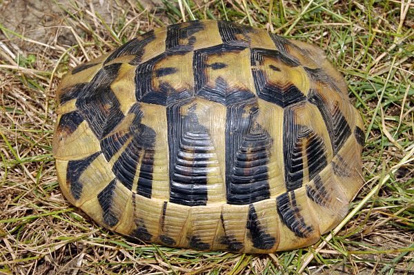 Testudo hermanni