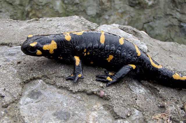 Salamandra salamandra