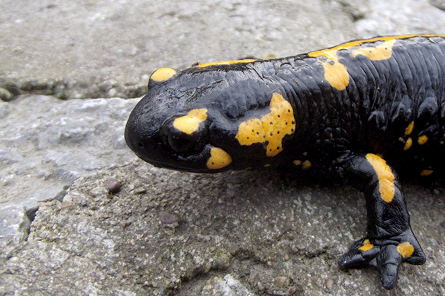 Salamandra salamandra