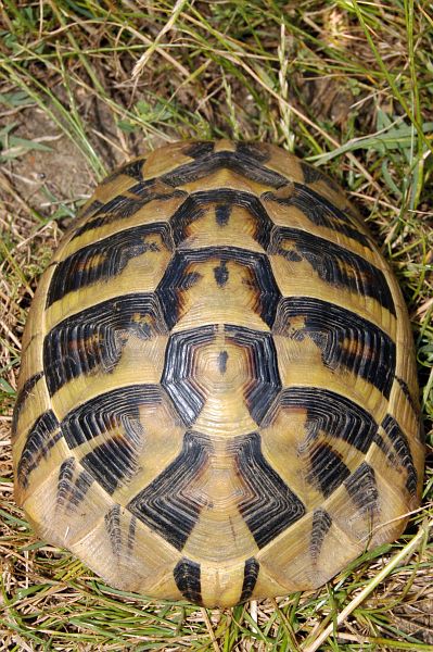 Testudo hermanni