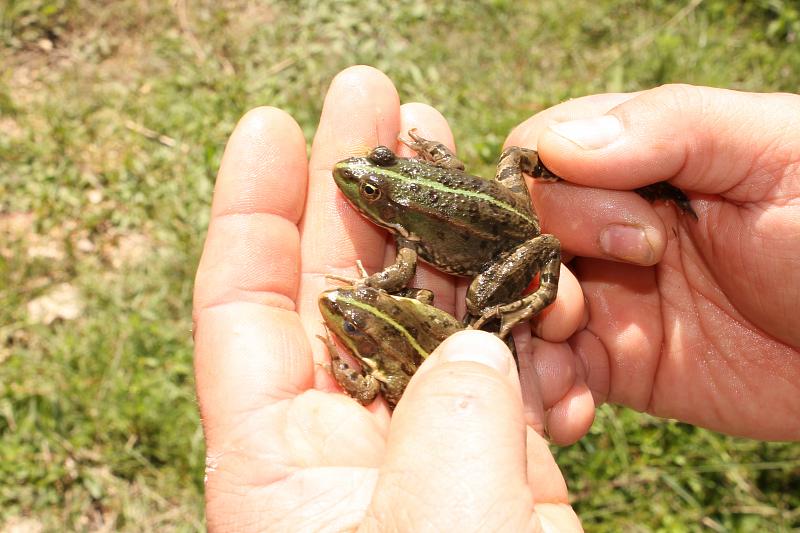 Pelophylax ridibundus