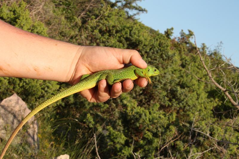 Lacerta trilineata